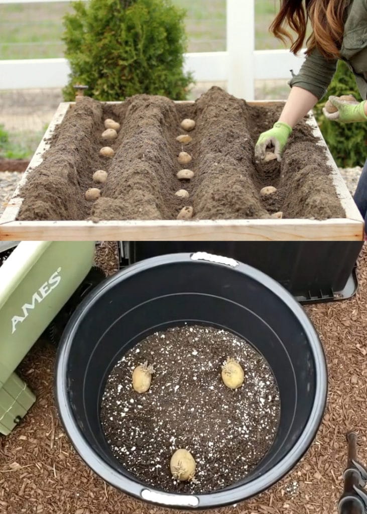 grow potatoes in pots or small planter boxes