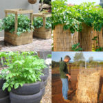 Why potato towers don't work! How to grow potatoes vertically in DIY wire cage, straw mound, bag, or wood box with big yields & best results