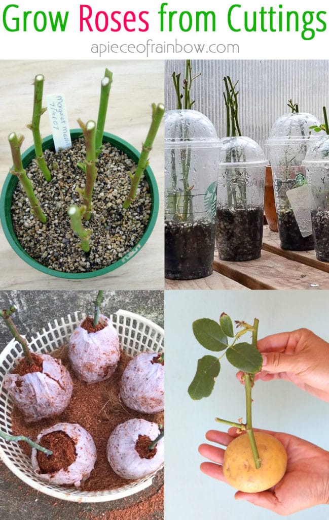 How to grow roses from cuttings easily! Compare the BEST & worst ways to propagate in water or soil, using potatoes, & root by air layering.