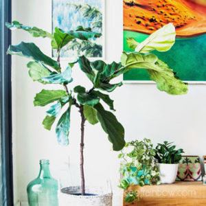 Best Fiddle Leaf Fig branching secret! 100% success growing multiple branches on 3 plants! Pruning, notching vs pinching methods compared