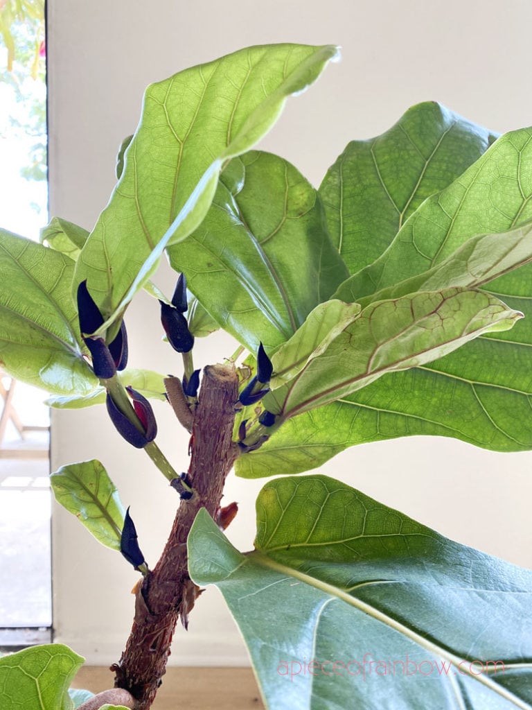 six new branches growing on the cut fiddle leaf fig plant