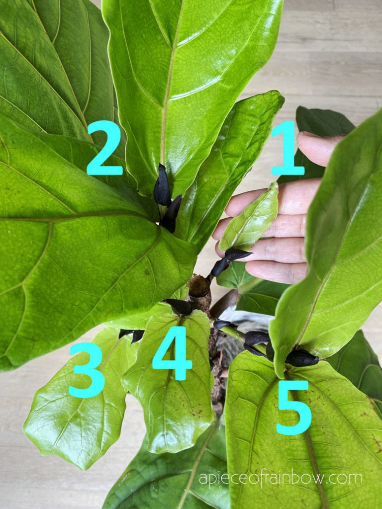 how to encourage fiddle leaf fig branching