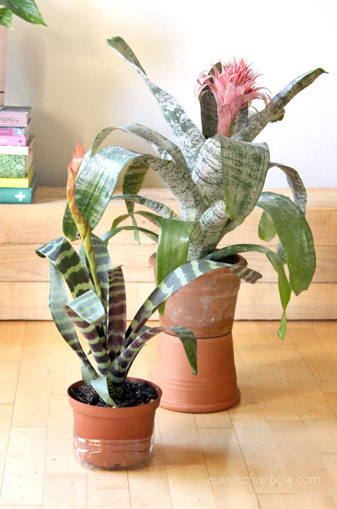best flowering indoor plants: Vriesea splendens, Flaming sword plant  and Aechmea fasciata , Urn Plant or Silver Vase Plant, a bromeliad patterned silver foliage and pink flower. 