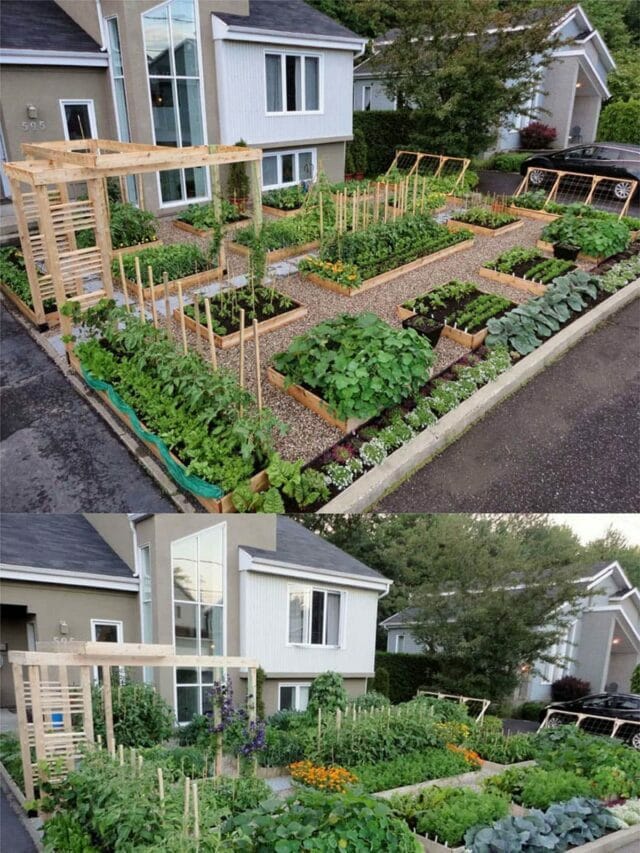 Inspiring Vegetable Garden Ideas to Grow Your Own Food