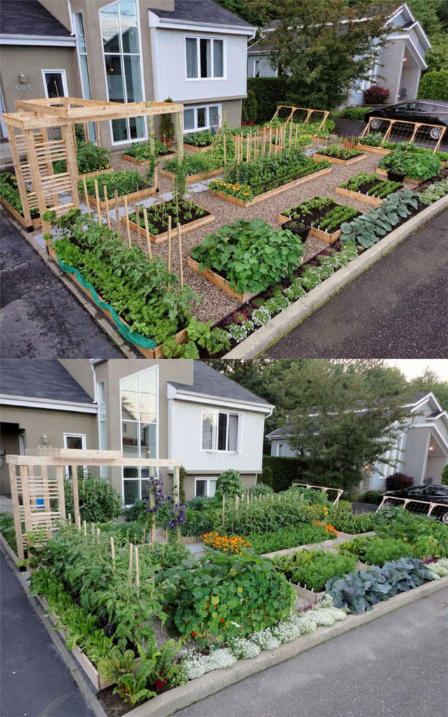 Edible garden landscaping ideas