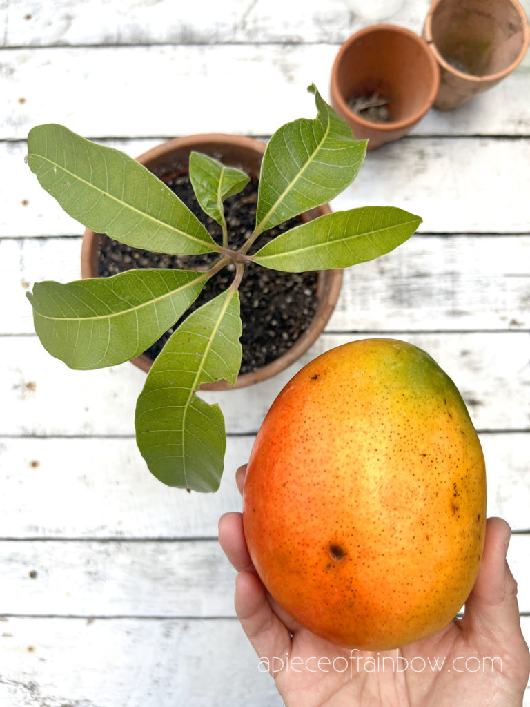 How to plant store bought mango seed & grow mango trees as free indoor plants or garden fruits! Fun gardening idea to regrow kitchen scraps!