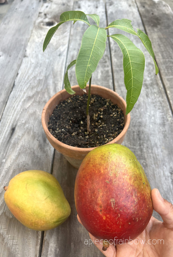 a little mango tree took 3 months to grow from seed. 