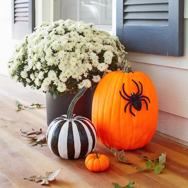 Halloween Spider pumpkin decorations  