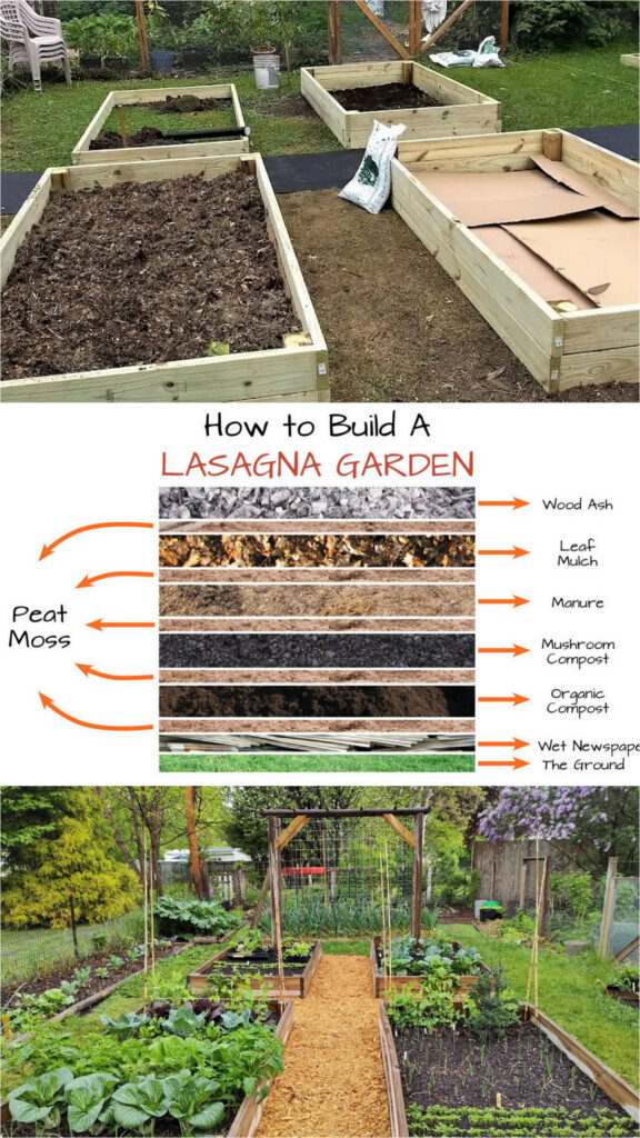 lasagna gardening 