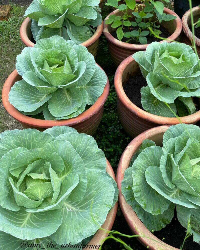 Plant one head of cabbage in each 5 gallon pot