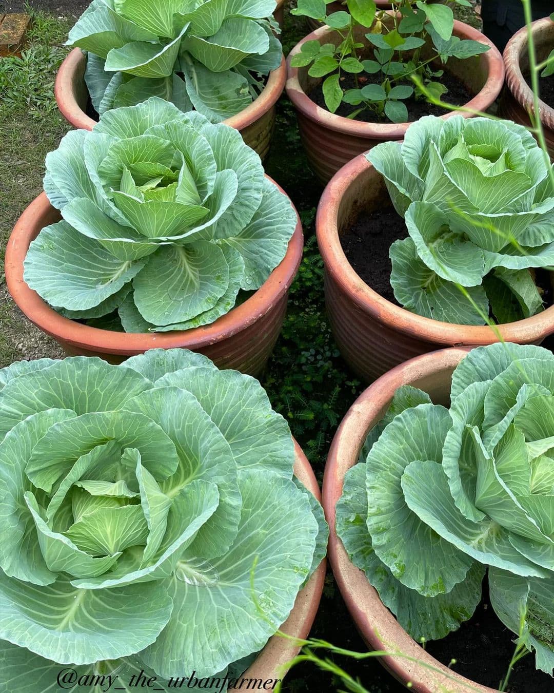 https://www.apieceofrainbow.com/wp-content/uploads/2023/02/best-vegetables-container-gardening-planters-pots-buckets-garden-ideas-tomato-pepper-lettuce-zucchini-sweet-potato-cucumber-apieceofrainbow-10.jpg