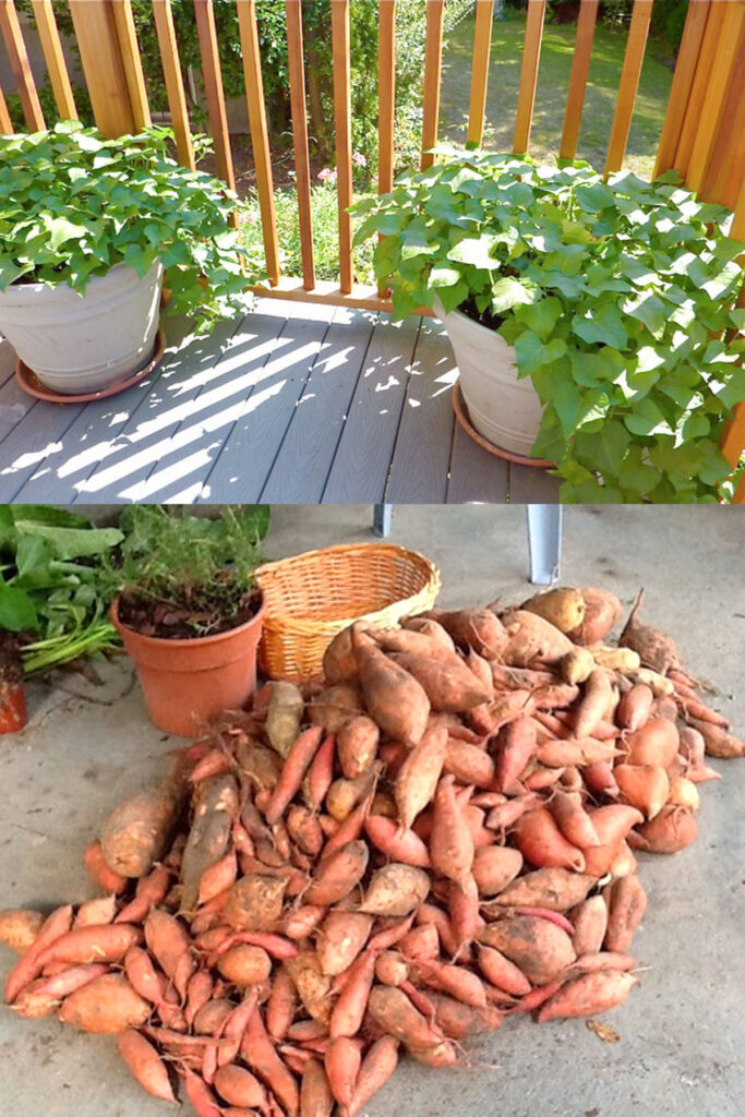 grow Sweet potatoes in pots on patio balcony