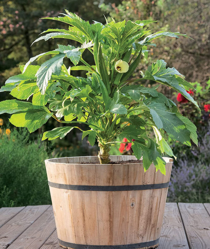 plant Okra in large containers such as 15 gallon pots, or half wine barrels