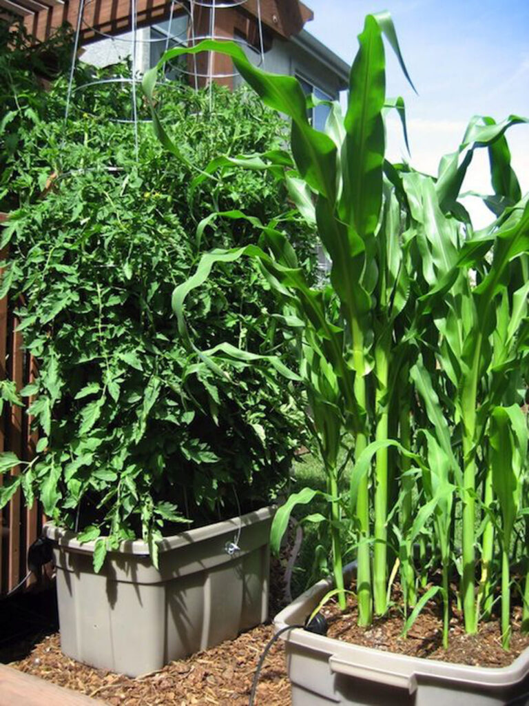 grow corn in pots, tubs and plastic bins