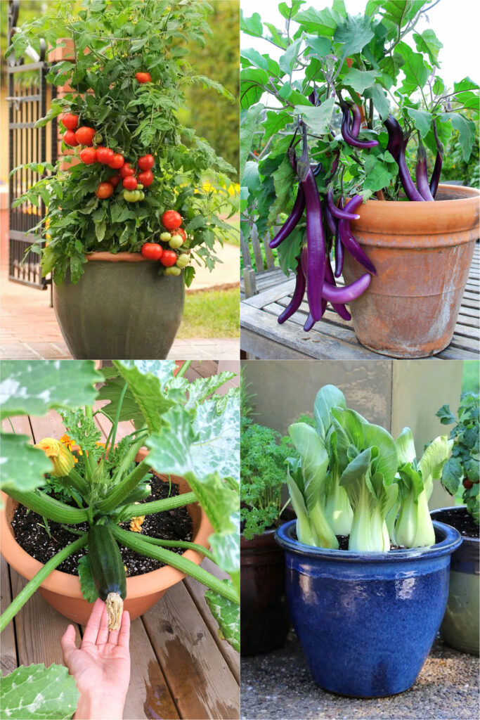 Best easy vegetables for container gardening. Lots of tips on how to grow tomatoes, peppers, lettuce, zucchini, cucumber, potatoes etc in pots!