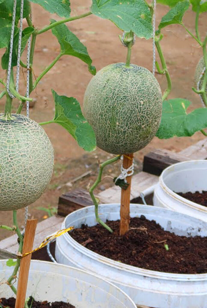 grow melons in 5 gallon buckets