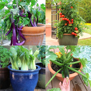 Easy vegetables for container gardening. Best tips on how to grow tomatoes, peppers, lettuce, zucchini, cucumber, potatoes etc in pots