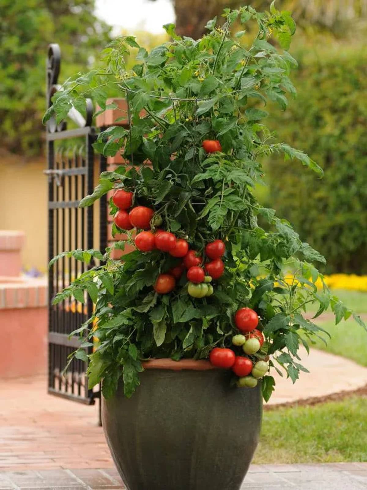 https://www.apieceofrainbow.com/wp-content/uploads/2023/02/best-vegetables-container-gardening-planters-pots-buckets-garden-ideas-tomato-pepper-lettuce-zucchini-sweet-potato-cucumber-apieceofrainbow-4.jpg