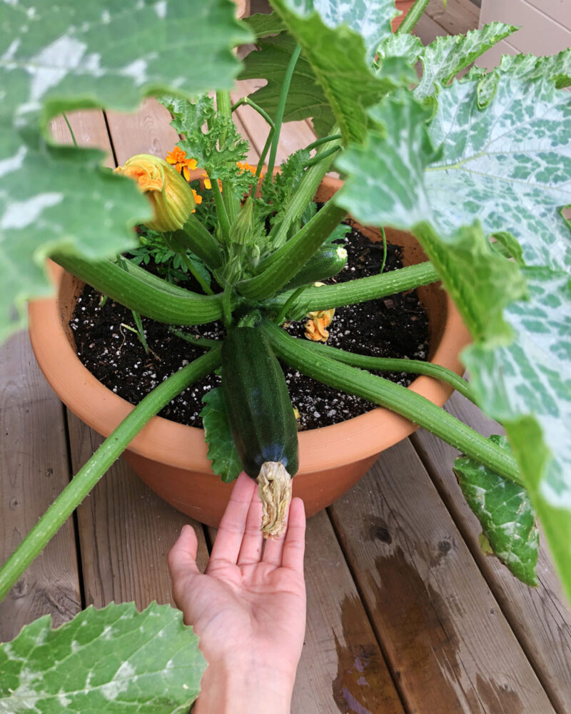 vegetable container gardening zucchini plant