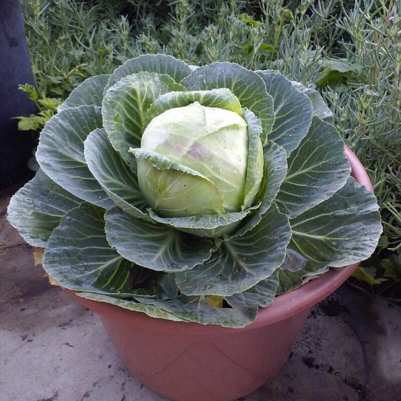 Cabbage plant with beautiful shapes and textures in a container vegetable garden 