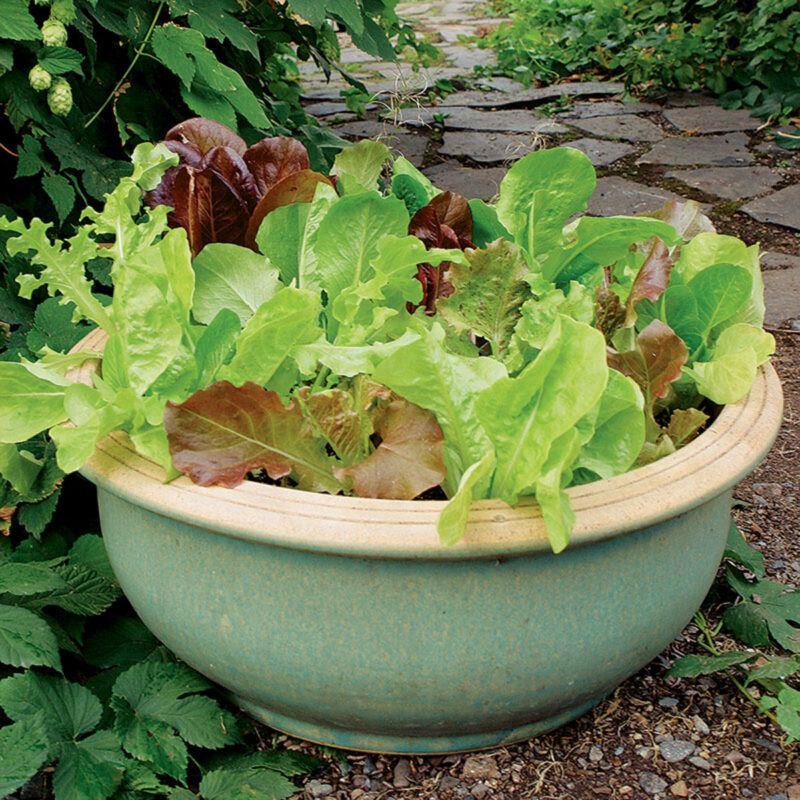 Use decorative pots to grow vegetables 