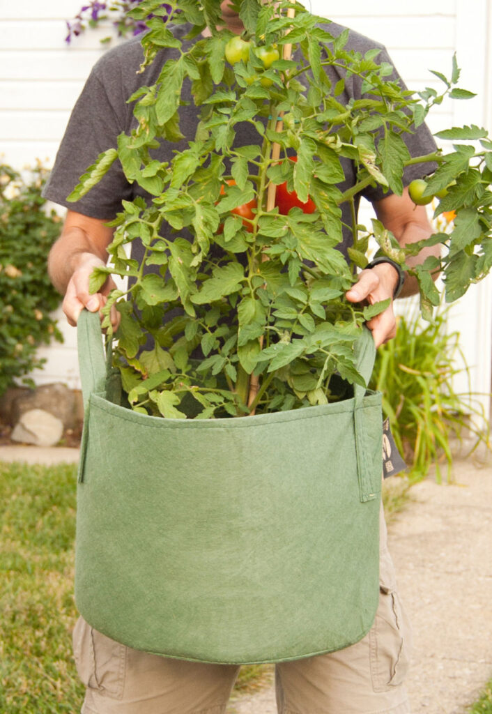 tomato plant in grow bag fabric pot