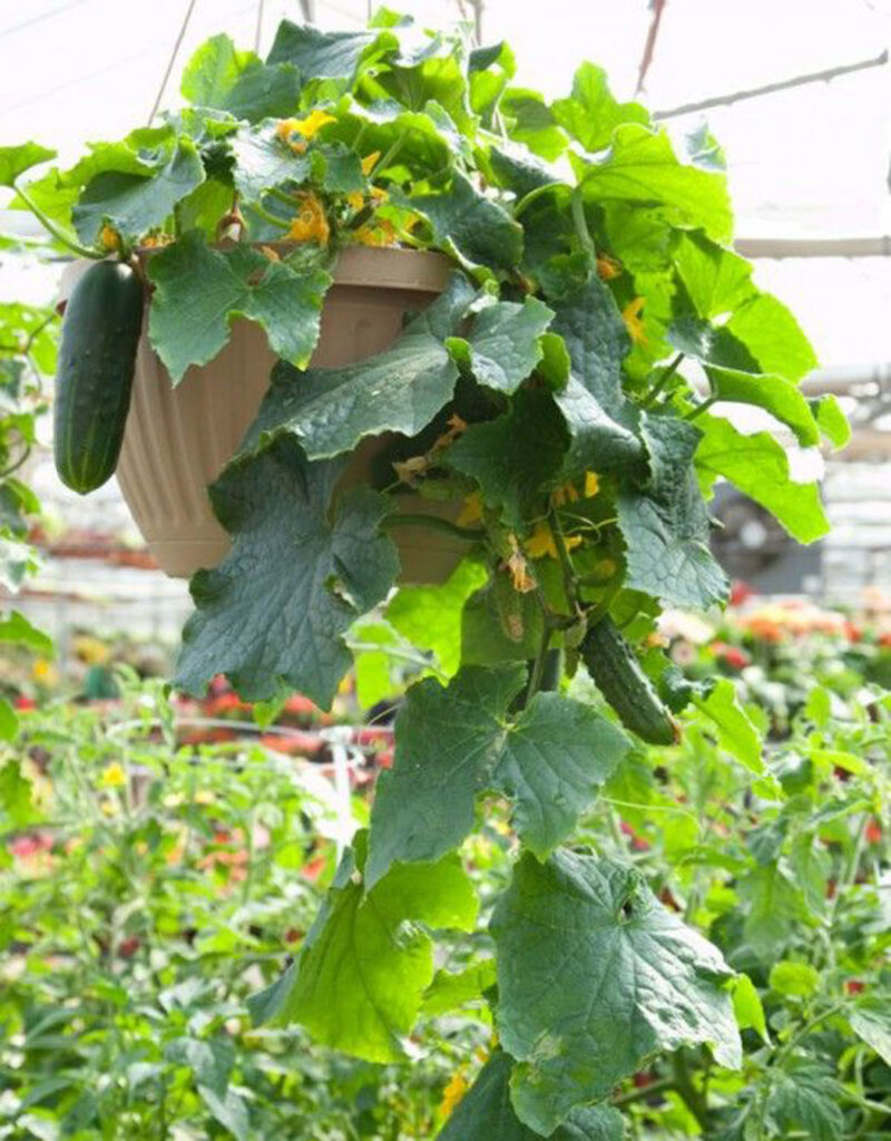 Grow vegetables in hanging basket 