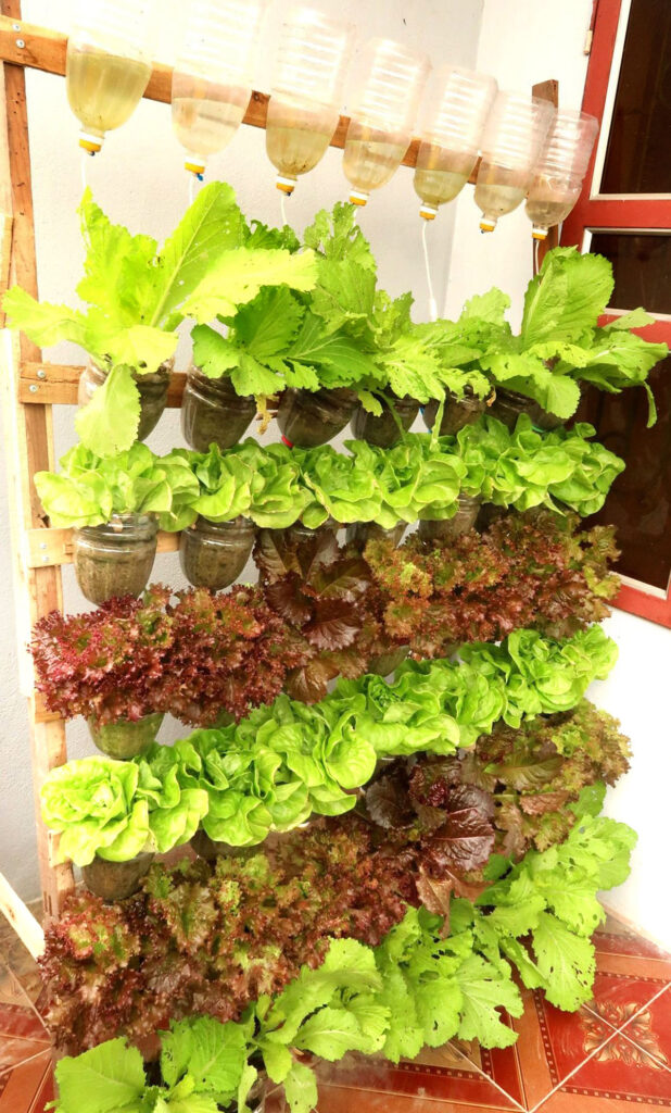 Vertical lettuce garden with recycled plastic bottles