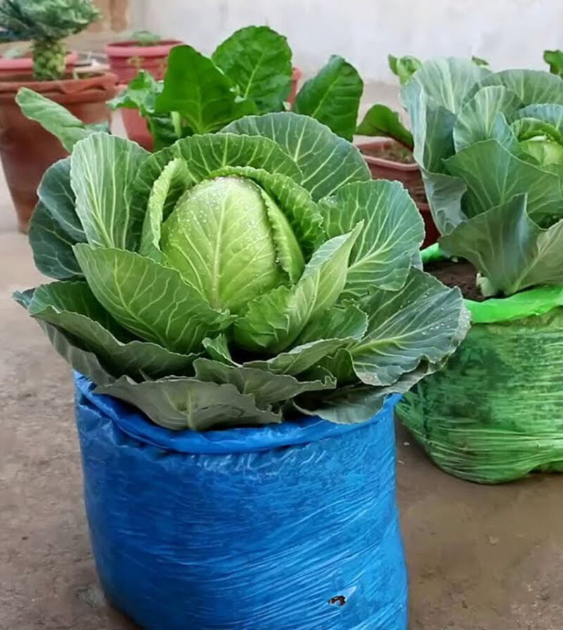 Shopping bag container vegetable garden