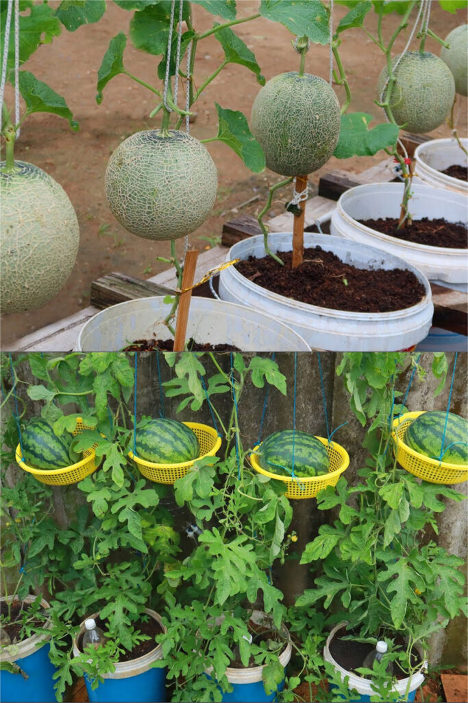 Grow melons in 5 gallon buckets