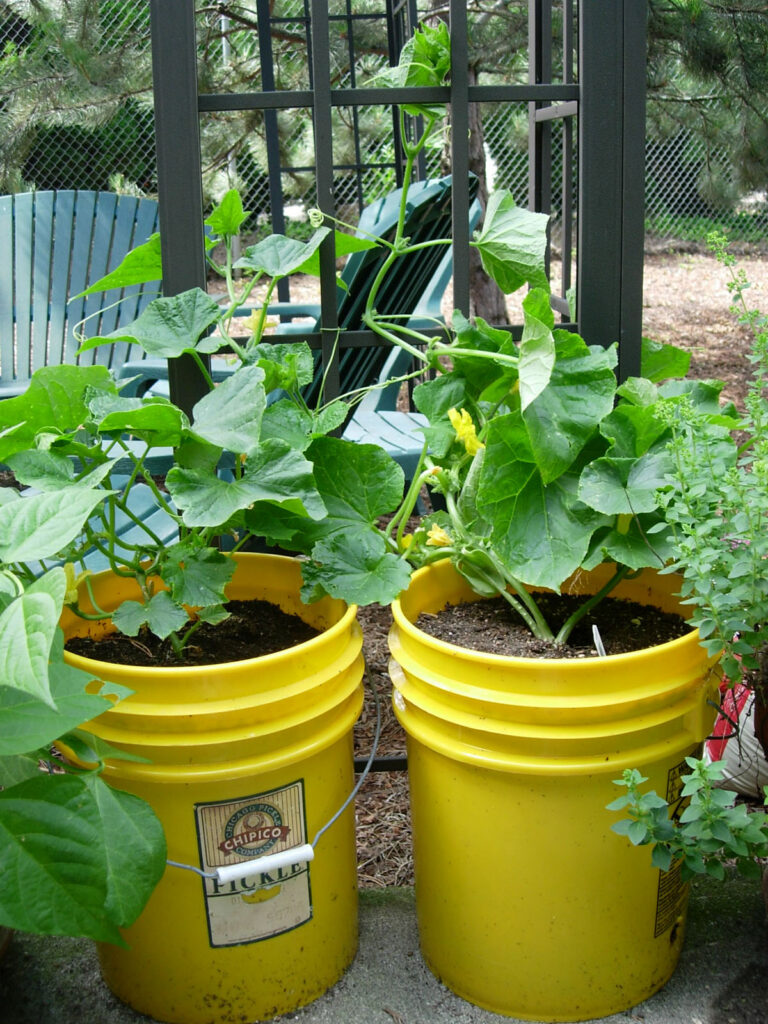 5 gallon buckets as planters 