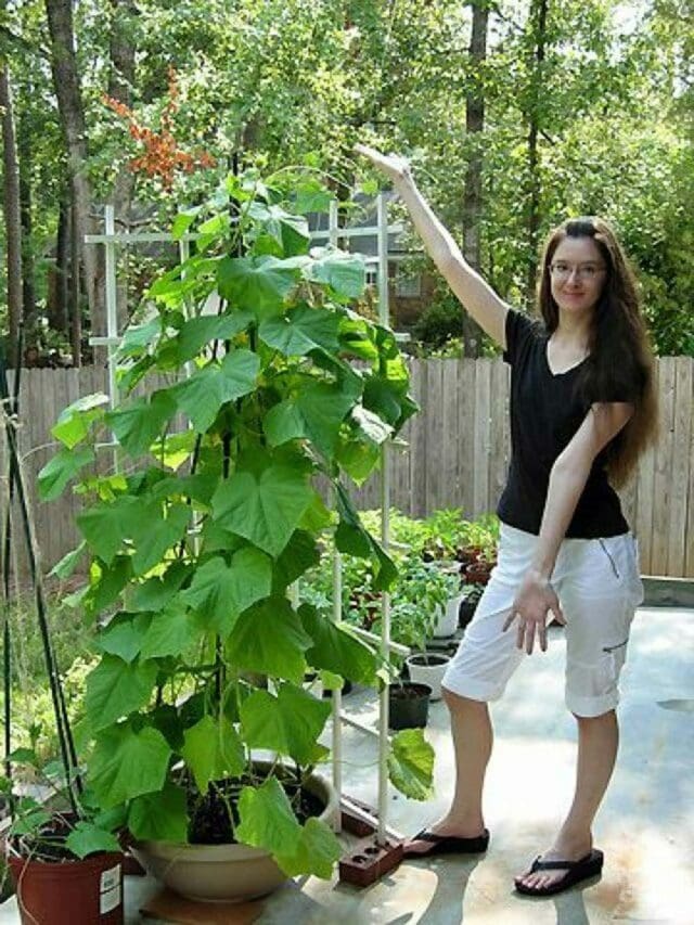 Must-Try Container Vegetable Garden Ideas for 2023