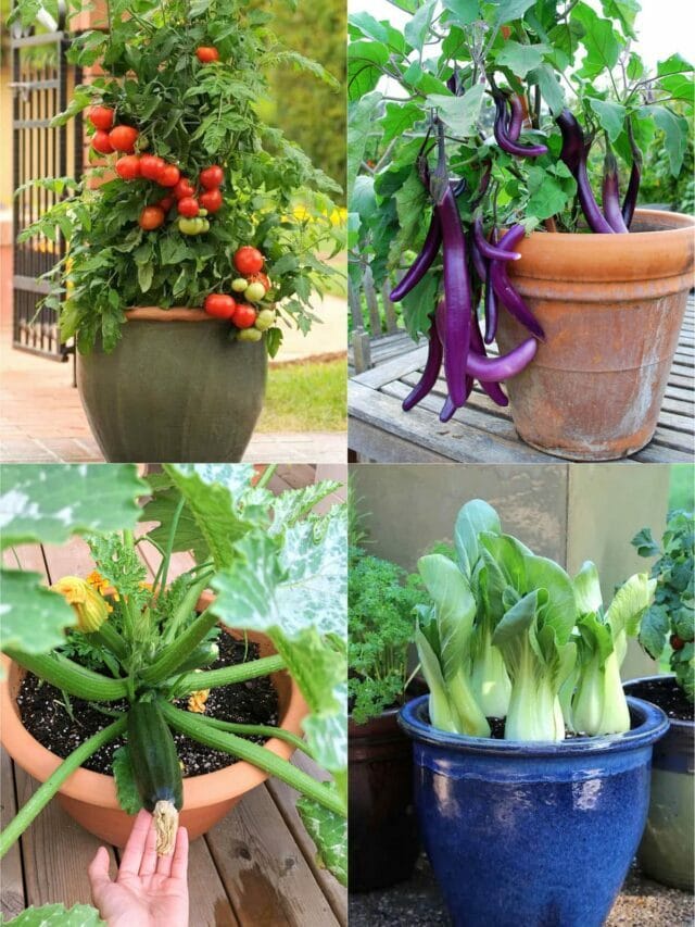 20+ Best Vegetables for Easy Container Gardening