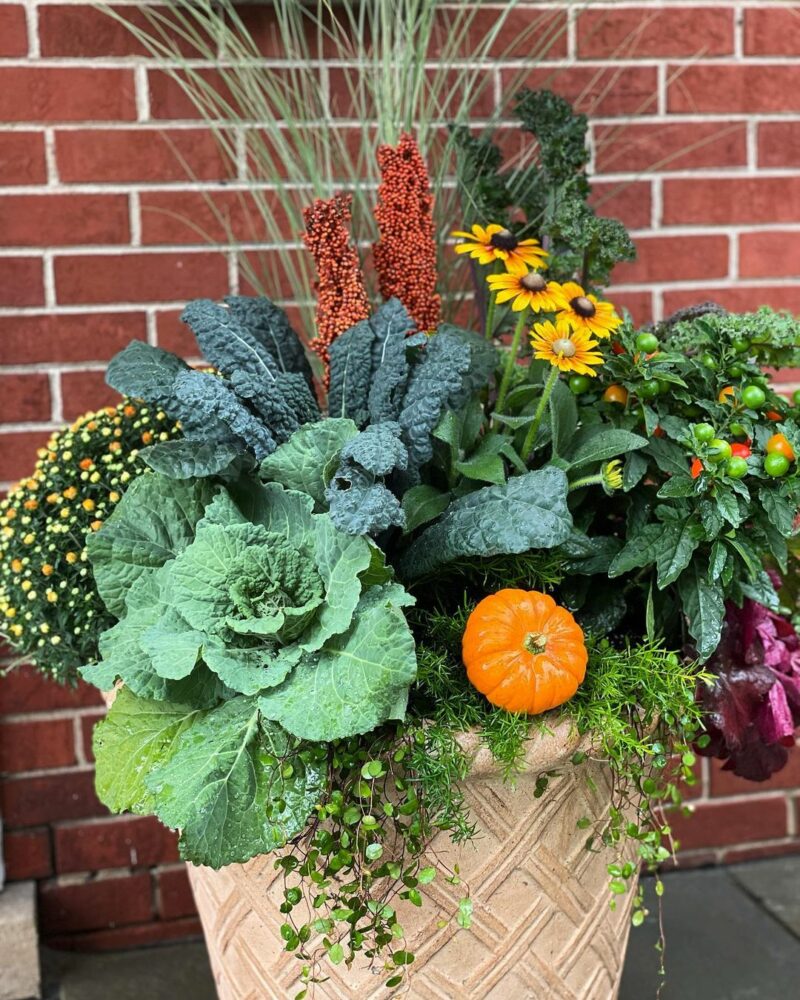 classic decorative pot with colorful fall flowers, edible kale, tall grass and Creeping Wire Vine