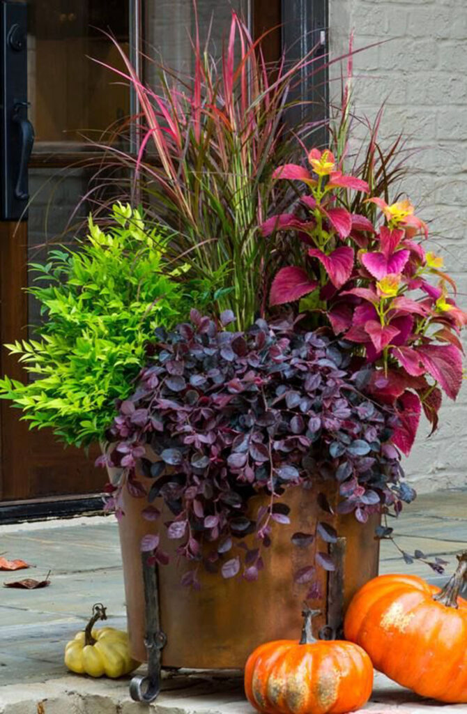 Purple and burgundy potted plants in fall planters