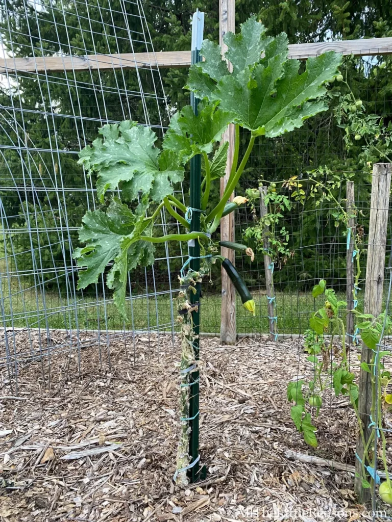 Grow Zucchini Vertically on A Simple Stake 