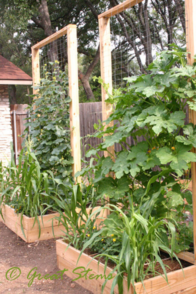 Attach sturdy garden fence panels to a wood frame to make a vertical support for climbing zucchinis.