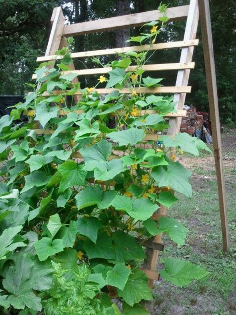 Grow Zucchini Vertically on a Ladder Trellis 