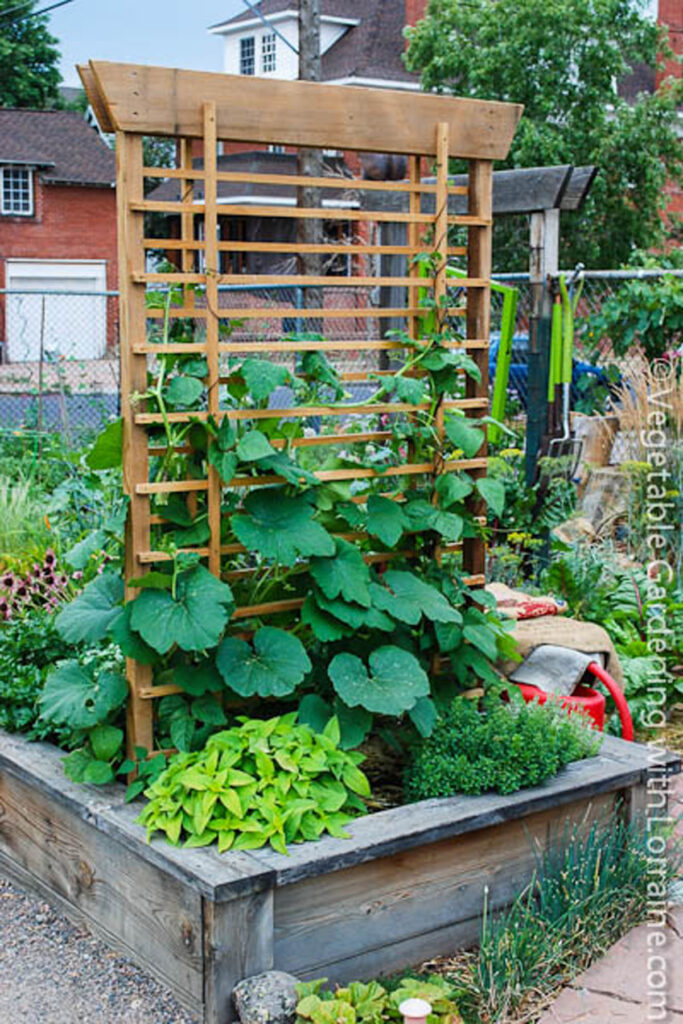 grow zucchini vertically in raised beds 
