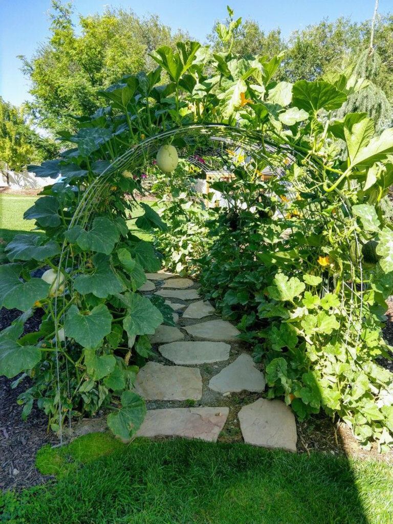 zucchini plants grow into a lush, shaded tunnel 