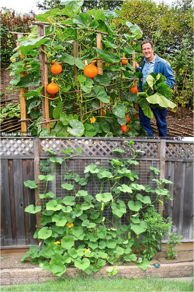 Training Zucchini and pumpkin Up a Fence 