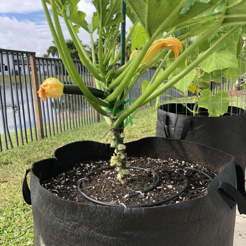 Grow Zucchini Vertically in Pots 
