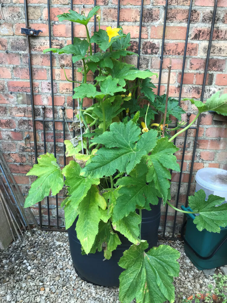 Plant your zucchinis in large containers 