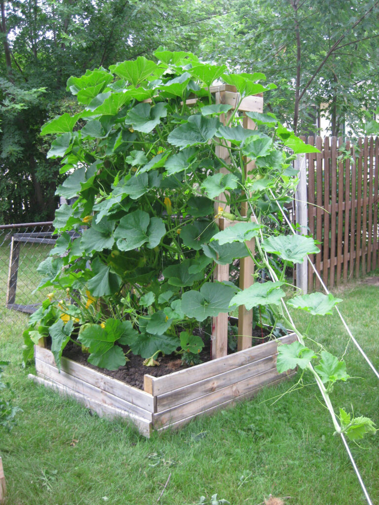 easy DIY zucchini trellis is built into a raised bed