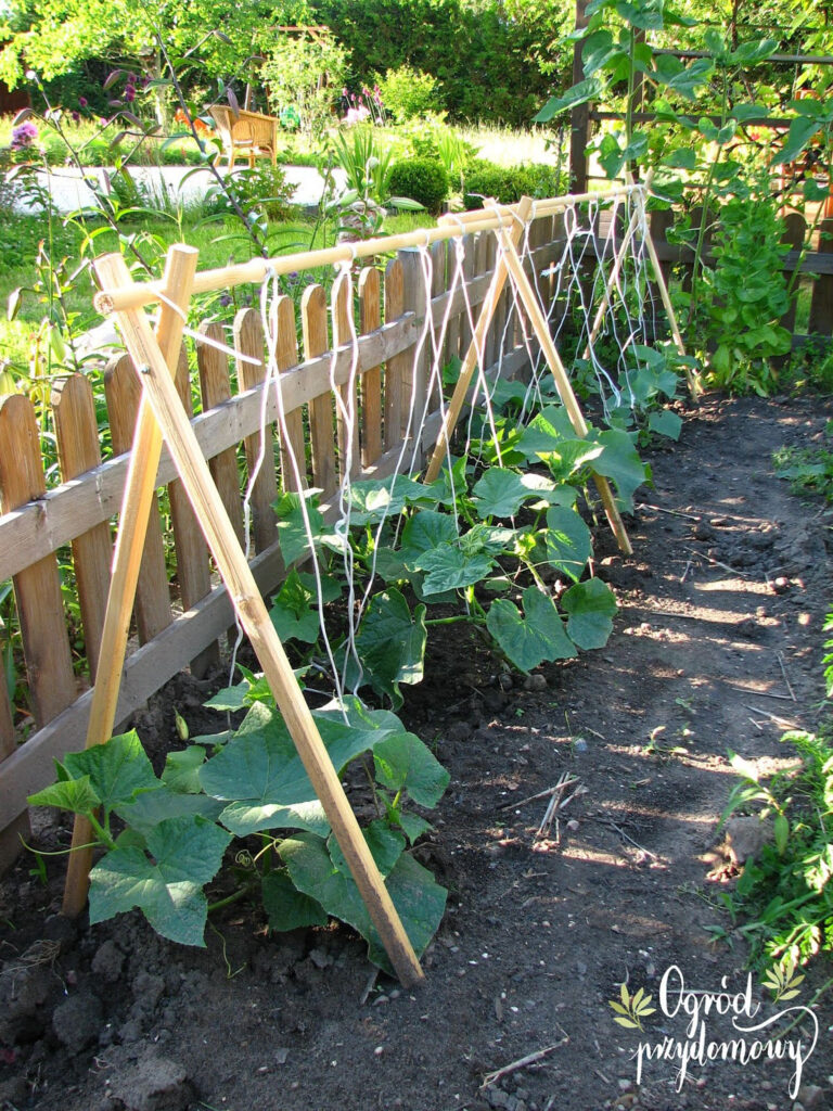 Plant zucchini at the trellis base, encouraging them to spiral up the strings