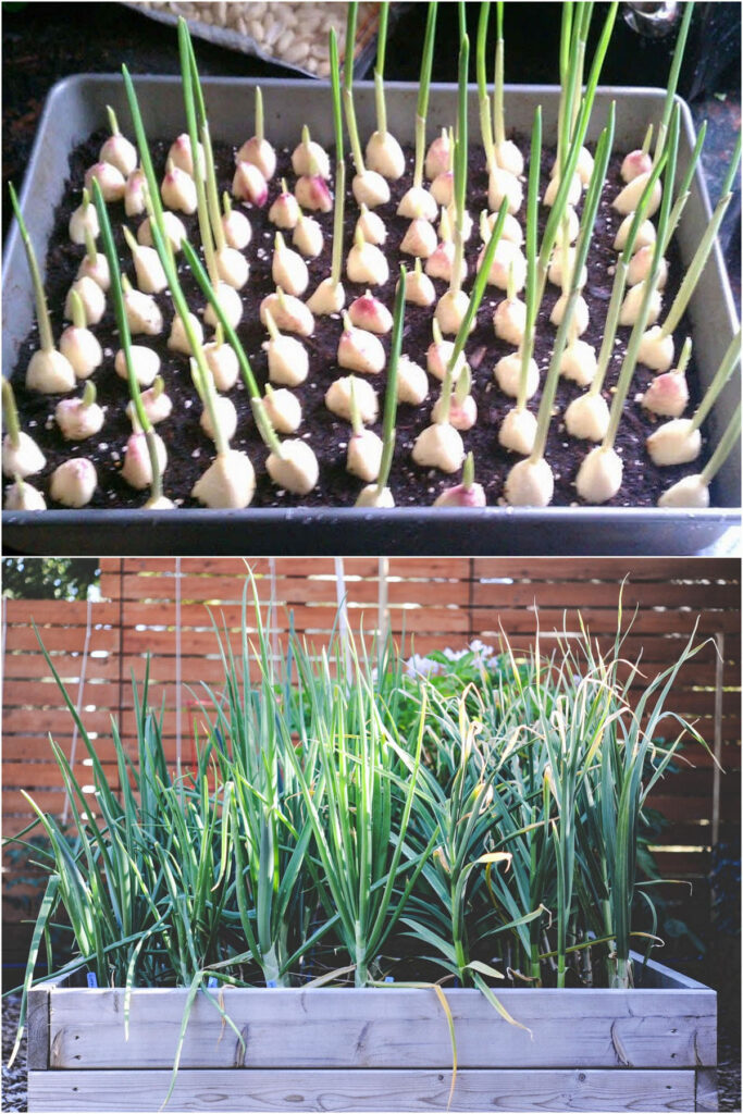 How to grow garlic in pots 