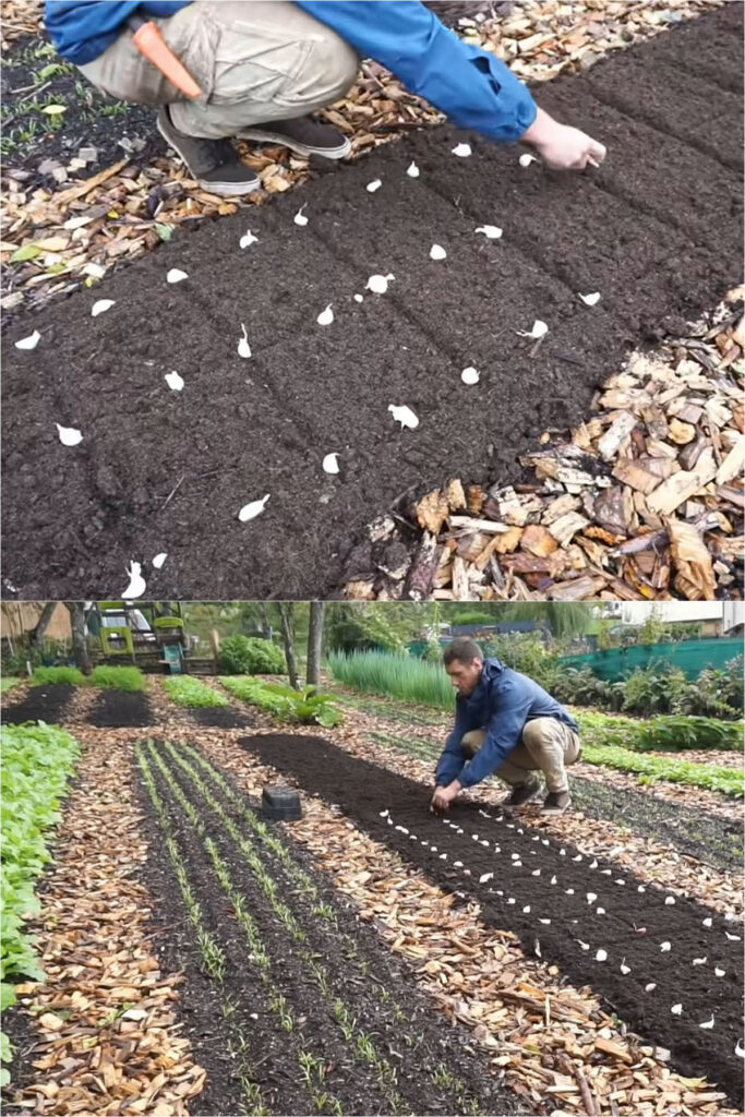 planting garlic 
