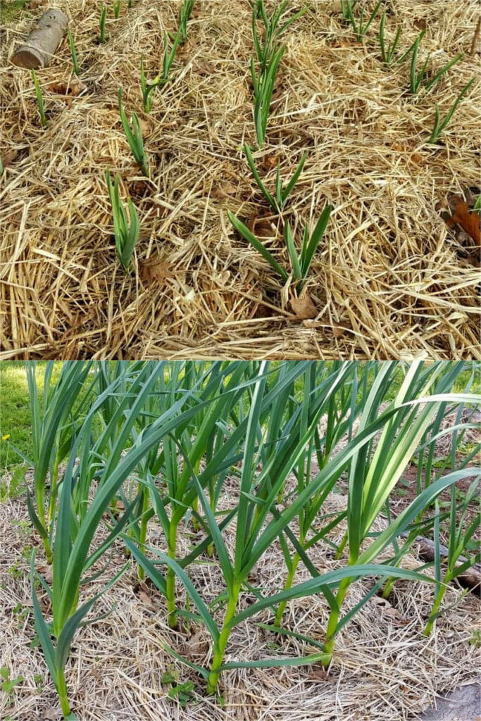 apply a thick layer of mulch like straw or chopped leaves over the garlic bed. 