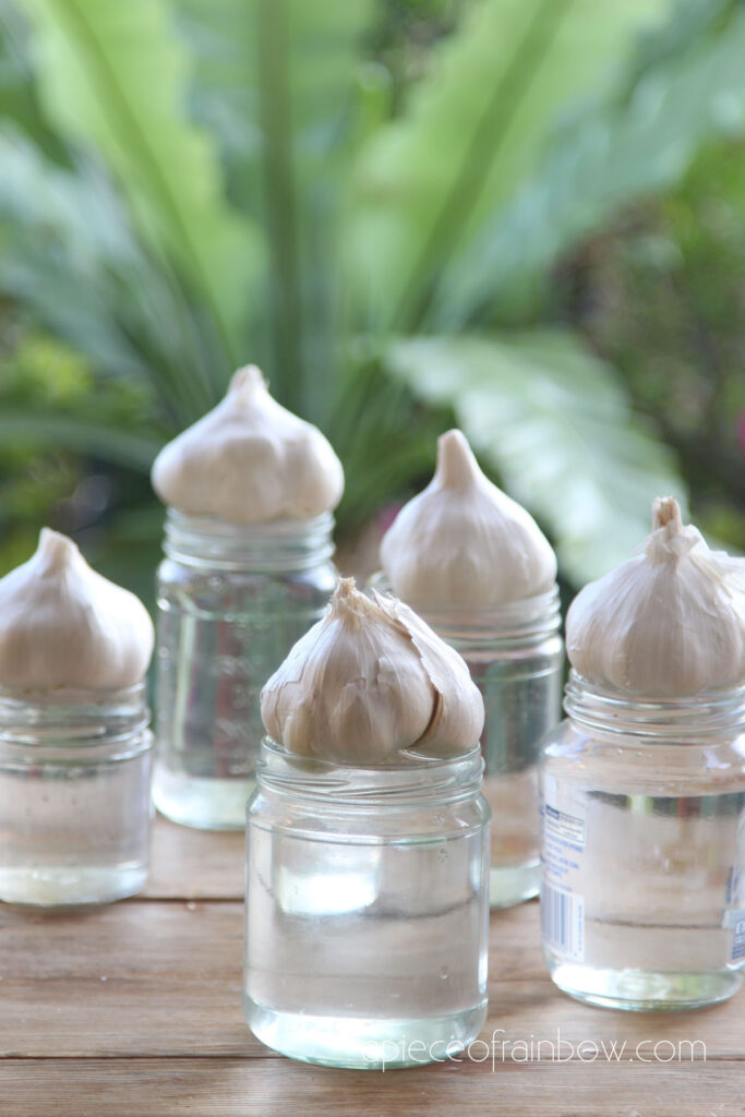 grow garlic in water 