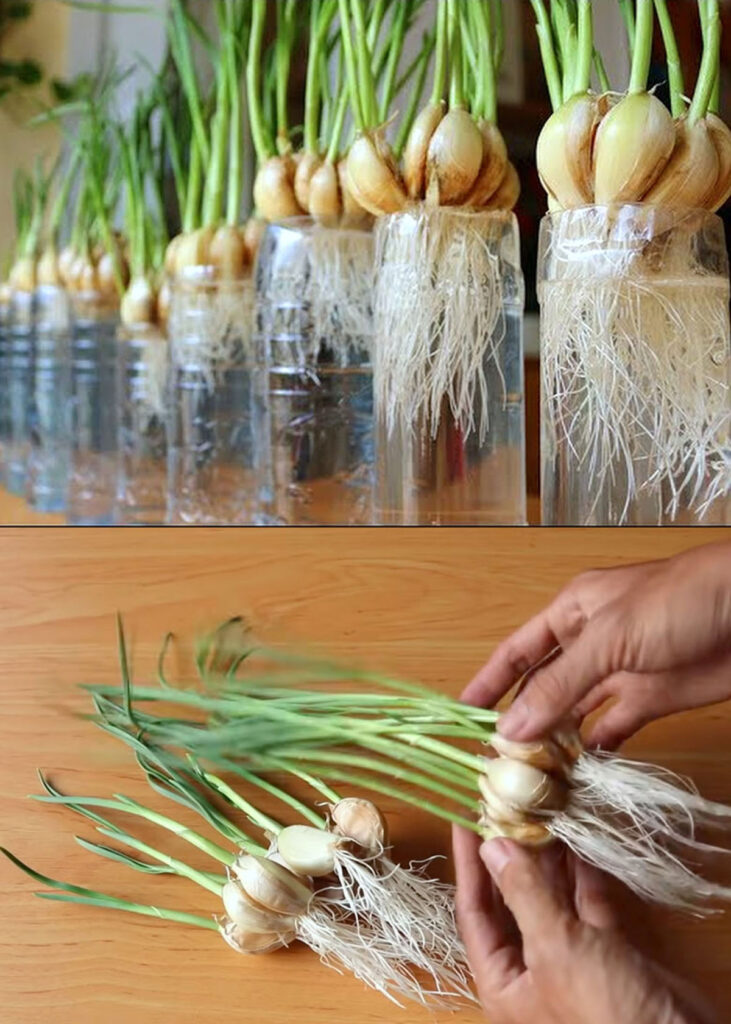 Grow garlic in plastic bottles